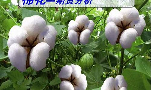 棉花期货评论(棉花期货论坛)_https://www.qgjzrcxxzxpt.com_郑商所_第1张