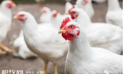 鸡肉期货行情哪里可以看到(鸡肉期货价格走势图)_https://www.qgjzrcxxzxpt.com_广期所_第1张