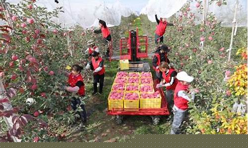 甘肃省苹果期货行情走势(2020年甘肃苹果行情)_https://www.qgjzrcxxzxpt.com_大商所_第1张