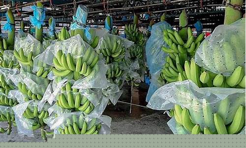 越南香蕉期货行情走势最新_https://www.qgjzrcxxzxpt.com_广期所_第1张