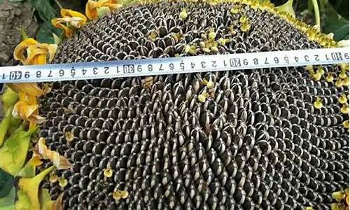 葵花籽期货今日行情(螺纹钢期货今日行情)_https://www.qgjzrcxxzxpt.com_大商所_第1张