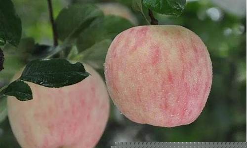 明年期货苹果行情预测最新(苹果期货明天走势分析)_https://www.qgjzrcxxzxpt.com_郑商所_第1张
