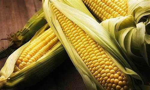 玉米c2309期货最新行情分析(玉米期货c2009什么意思)_https://www.qgjzrcxxzxpt.com_广期所_第1张