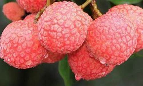 荔枝期货价格行情最新消息(荔枝今日行情价格)_https://www.qgjzrcxxzxpt.com_广期所_第1张