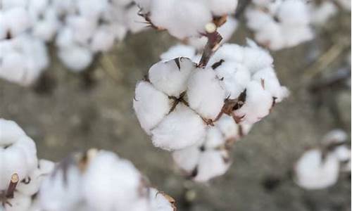 期货棉花2018年行情(期货棉花行情走势分析)_https://www.qgjzrcxxzxpt.com_郑商所_第1张