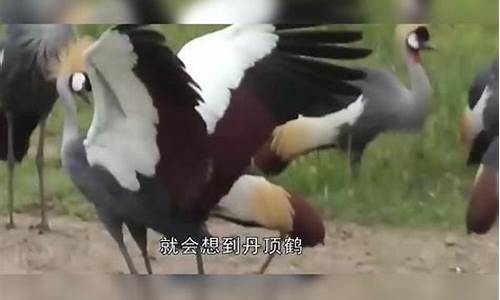 鹤顶红财经直播(鹤顶红价格)_https://www.qgjzrcxxzxpt.com_上期所_第1张