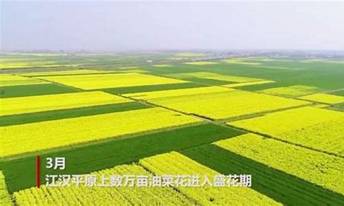 江汉平原油菜直播(江汉平原油菜什么时候收获)_https://www.qgjzrcxxzxpt.com_上期所_第1张