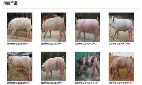温氏猪价格查询(温氏猪价网猪易空)_https://www.qgjzrcxxzxpt.com_上期所_第1张