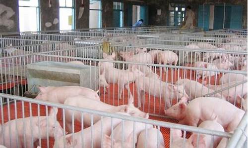 山东临沂大型养猪场(山东临沂最大养猪场开建了吗)_https://www.qgjzrcxxzxpt.com_上期所_第1张